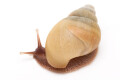 Lissachatina zanzibarica typ 3 albino shell juvenil, 3cm
